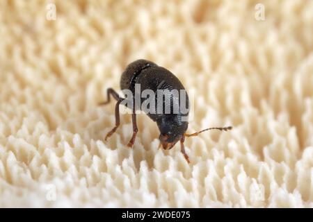 Talpella mauritiana, piccolo coleottero della famiglia Anthribidae. Una specie endemica che vive sulle Mauritius. Foto Stock