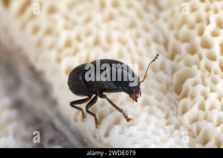 Talpella mauritiana, piccolo coleottero della famiglia Anthribidae. Una specie endemica che vive sulle Mauritius. Foto Stock