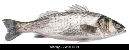 Spigola, un pesce crudo isolato su sfondo bianco. Il file contiene il percorso di ritaglio. Foto Stock