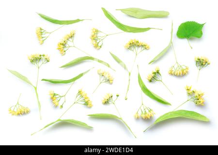 Collezione di fiori di tiglio, bratti di tilia e foglie isolate su sfondo bianco. Foto Stock