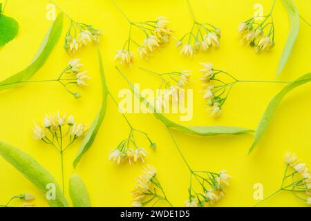 Collezione di fiori di tiglio, bratti di tiglio e foglie isolate su sfondo giallo. Foto Stock