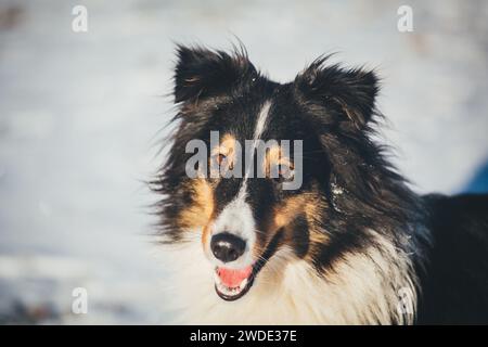 Sheltie (Shetland Sheepdog) Foto Stock