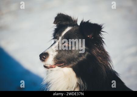 Sheltie (Shetland Sheepdog) Foto Stock