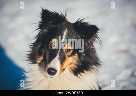 Sheltie (Shetland Sheepdog) Foto Stock