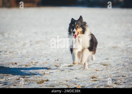 Sheltie (Shetland Sheepdog) Running Foto Stock