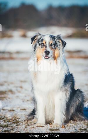 Cane pastore australiano (australiano) nella neve Foto Stock