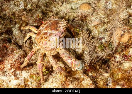 Belize, granchio di corallo Batwing (Carpillus corallinus), granchio reale, granchio di corallo rosso Foto Stock