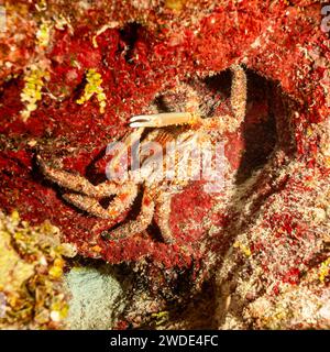 Belize, granchio di corallo Batwing (Carpillus corallinus), granchio reale, granchio di corallo rosso Foto Stock