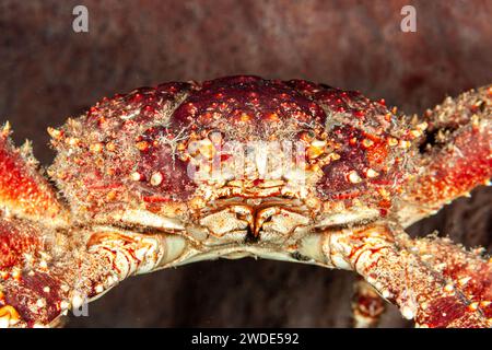 Belize, granchio di corallo Batwing (Carpillus corallinus), granchio reale, granchio di corallo rosso Foto Stock