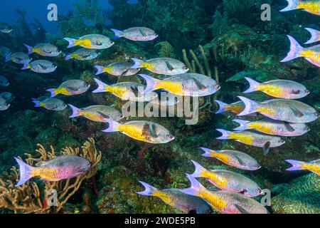 Belize, Scuola creola di Wrasse (Clepticus parrae) Foto Stock