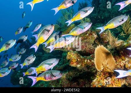 Belize, Scuola creola di Wrasse (Clepticus parrae) Foto Stock