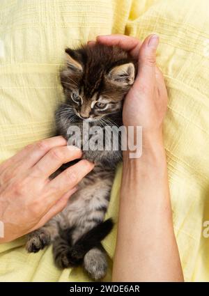 Un piccolo gattino con pelliccia a righe marroni viene tenuto e accarezzato da una persona. Gli occhi dei gattini e i baffi sono visibili Foto Stock