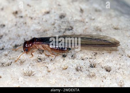 Termite alata appoggiata su una pietra bianca. Foto Stock