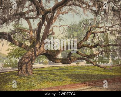 Una quercia viva nel cimitero di Magnolia, Charleston, South Carolina 1900. Foto Stock