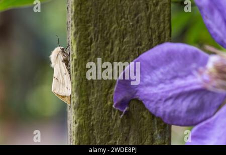 Buff ermellino Spilosoma luteum, a riposo su un pergolato accanto a un fiore di clematis viola in un giardino, Co Durham, giugno Foto Stock