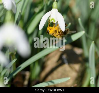 Drone-fly Estalis tenax, nutrirsi di polline precoce di fiori di goccia di neve Galanthus nivalis, Woodland, Co Durham, febbraio, Foto Stock