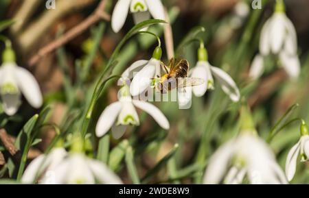 Drone-fly Estalis tenax, nutrirsi di polline precoce di fiori di goccia di neve Galanthus nivalis, Woodland, Co Durham, febbraio, Foto Stock