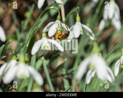 Drone-fly Estalis tenax, nutrirsi di polline precoce di fiori di goccia di neve Galanthus nivalis, Woodland, Co Durham, febbraio, Foto Stock