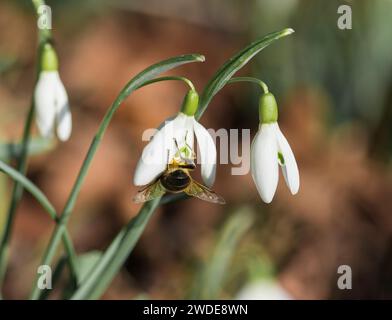 Drone-fly Estalis tenax, nutrirsi di polline precoce di fiori di goccia di neve Galanthus nivalis, Woodland, Co Durham, febbraio, Foto Stock
