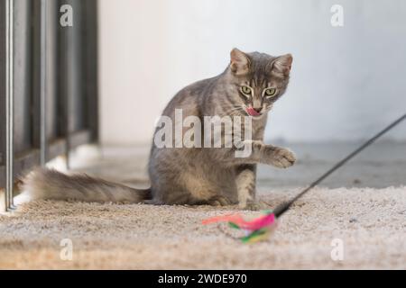 Caccia al licking che gioca a gatto con la bacchetta giocattolo in filato di piume al coperto Foto Stock