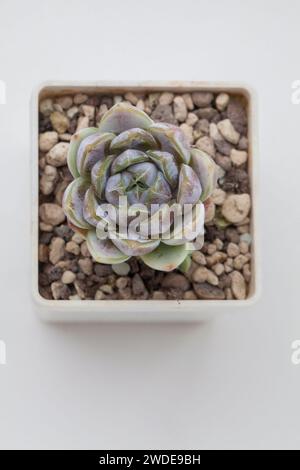 Splendido fiore di coniglietto delle nevi Echeveria, vista dall'alto Foto Stock