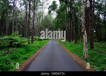 Strada per Alexandra Falls nella giungla del Black River National Park, Mauritius con la foresta e gli alberi Foto Stock