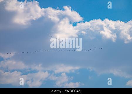 Gru comune (grus grus) Foto Stock