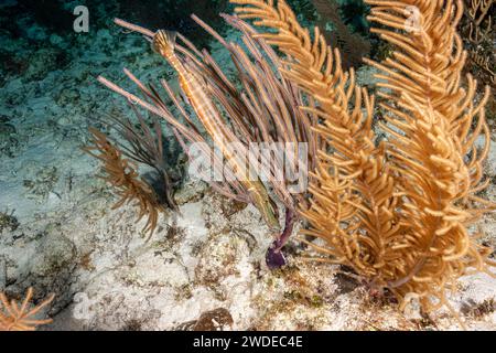 Belize, trombettiere (Aulostomus maculatus) Foto Stock