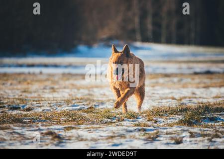 Westerwälder Kuhhund (Vecchio cane da pastore tedesco), una vecchia razza di pastori in pericolo di estinzione proveniente dalla Germania Foto Stock