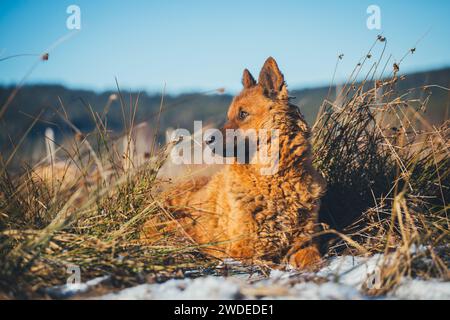 Westerwälder Kuhhund (Vecchio cane da pastore tedesco), una vecchia razza di pastori in pericolo di estinzione proveniente dalla Germania Foto Stock