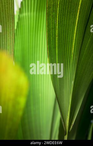 Palm lascia un primo piano. Le vivaci sfumature di verde brillante creano un'accattivante estetica tropicale. Foto Stock