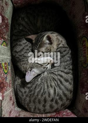 Kathmandu, Bagmati, Nepal. 20 gennaio 2024. I gatti dormono mentre si riscaldano in una scatola la mattina d'inverno in una casa a Kathmandu, capitale del Nepal, il 20 gennaio 2024. (Immagine di credito: © Sunil Sharma/ZUMA Press Wire) SOLO USO EDITORIALE! Non per USO commerciale! Crediti: ZUMA Press, Inc./Alamy Live News Foto Stock