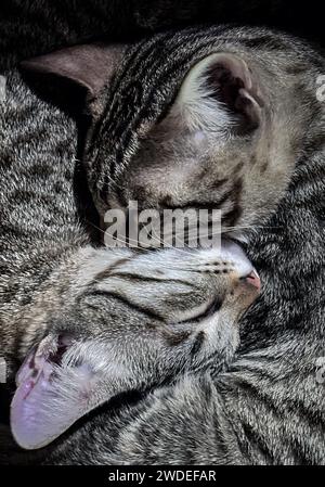 Kathmandu, Bagmati, Nepal. 20 gennaio 2024. I gatti dormono mentre si riscaldano in una scatola la mattina d'inverno in una casa a Kathmandu, capitale del Nepal, il 20 gennaio 2024. (Immagine di credito: © Sunil Sharma/ZUMA Press Wire) SOLO USO EDITORIALE! Non per USO commerciale! Crediti: ZUMA Press, Inc./Alamy Live News Foto Stock