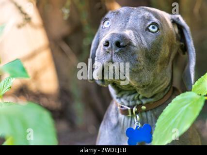 boerboel, cane, animale, animale domestico, carino, razza, mammifero, cucciolo, ritratto, domestico, mastiff, purosangue, nero, guardia, africano, guardia, grande, cappotto, forte, a Foto Stock