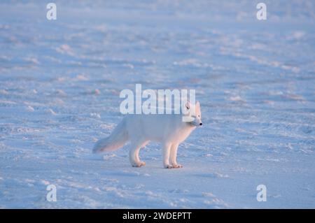 arctic fox Alopex lagopus adult scavenges for food under the snow along the arctic coast 1002 area of the ANWR, Beaufort sea, Alaska Foto Stock