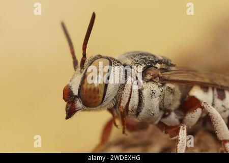 Primo piano facciale naturale su una femmina della piccola e colorata ape mediterranea coda di tonno, Coelioxys acanthura Foto Stock