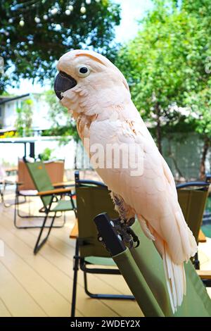 Cockatoo crestato al salmone bianco rosa arroccato sulla sedia da giardino Foto Stock