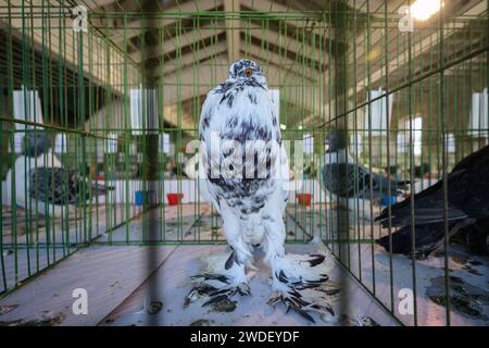 Zabok, Croazia. 20 gennaio 2024. L'Associazione degli allevatori di piccoli animali 'Zabok 2000' ha organizzato la mostra statale delle razze originali croate e la 17a mostra intercontigua di piccoli animali nell'area del Parco cittadino di Zabok. I visitatori della mostra hanno potuto vedere circa cinquecento piccoli animali: Piccioni, pollame, conigli e uccelli, a Zagabria, Croazia, il 20 gennaio 2024. Foto: Davor Puklavec/PIXSELL credito: Pixsell/Alamy Live News Foto Stock