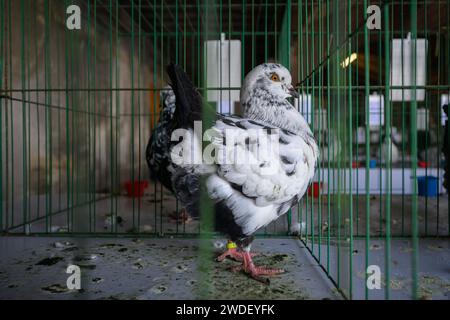 Zabok, Croazia. 20 gennaio 2024. L'Associazione degli allevatori di piccoli animali 'Zabok 2000' ha organizzato la mostra statale delle razze originali croate e la 17a mostra intercontigua di piccoli animali nell'area del Parco cittadino di Zabok. I visitatori della mostra hanno potuto vedere circa cinquecento piccoli animali: Piccioni, pollame, conigli e uccelli, a Zagabria, Croazia, il 20 gennaio 2024. Foto: Davor Puklavec/PIXSELL credito: Pixsell/Alamy Live News Foto Stock