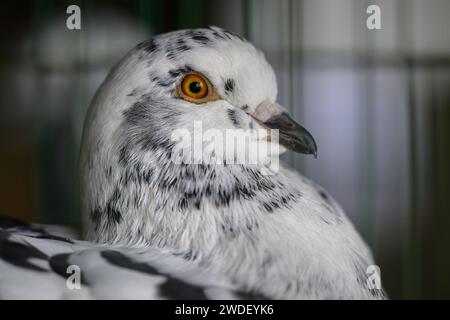 Zabok, Croazia. 20 gennaio 2024. L'Associazione degli allevatori di piccoli animali 'Zabok 2000' ha organizzato la mostra statale delle razze originali croate e la 17a mostra intercontigua di piccoli animali nell'area del Parco cittadino di Zabok. I visitatori della mostra hanno potuto vedere circa cinquecento piccoli animali: Piccioni, pollame, conigli e uccelli, a Zagabria, Croazia, il 20 gennaio 2024. Foto: Davor Puklavec/PIXSELL credito: Pixsell/Alamy Live News Foto Stock