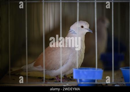 Zabok, Croazia. 20 gennaio 2024. L'Associazione degli allevatori di piccoli animali 'Zabok 2000' ha organizzato la mostra statale delle razze originali croate e la 17a mostra intercontigua di piccoli animali nell'area del Parco cittadino di Zabok. I visitatori della mostra hanno potuto vedere circa cinquecento piccoli animali: Piccioni, pollame, conigli e uccelli, a Zagabria, Croazia, il 20 gennaio 2024. Foto: Davor Puklavec/PIXSELL credito: Pixsell/Alamy Live News Foto Stock