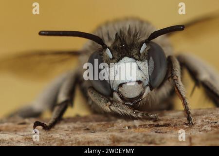 Primo piano facciale dettagliato su una graziosa ape da scavatrice a fascia dalle guance bianche, Amegilla albigena , Gard, Francia Foto Stock