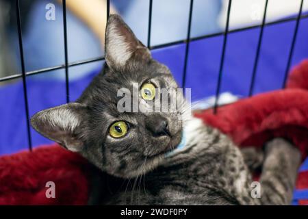 Gatto grigio Mau egiziano che dorme da vicino su una lettiera Foto Stock