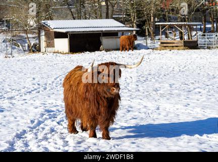 mucca delle highland scozzesi in un paesaggio invernale nella fattoria Foto Stock