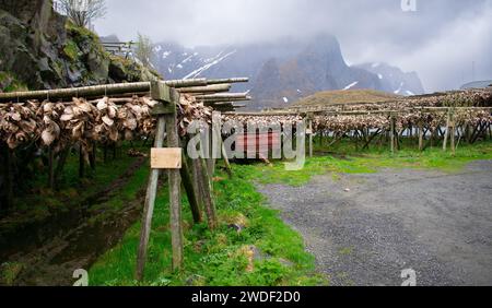 Teste di pesce essiccate su scaffali, isole Lofoten. Pesca industriale e prelibatezze tradizionali in Norvegia Foto Stock
