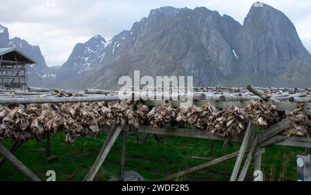 Teste di pesce essiccate su scaffali, isole Lofoten. Pesca industriale e prelibatezze tradizionali in Norvegia Foto Stock