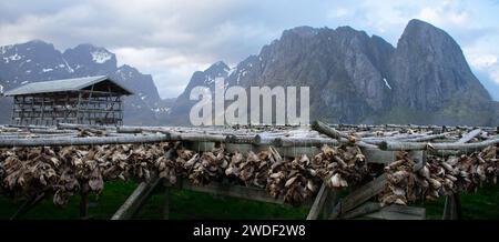 Teste di pesce essiccate su scaffali, isole Lofoten. Pesca industriale e prelibatezze tradizionali in Norvegia Foto Stock
