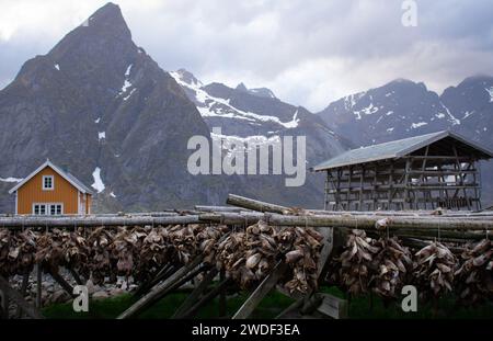 Teste di pesce essiccate su scaffali, isole Lofoten. Pesca industriale e prelibatezze tradizionali in Norvegia Foto Stock