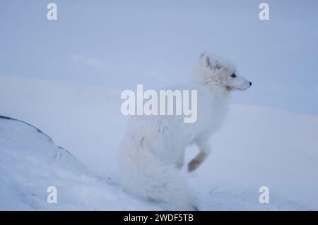 arctic fox Alopex lagopus adult scavenges for food under the snow along the arctic coast 1002 area of the ANWR, Beaufort sea, Alaska Foto Stock