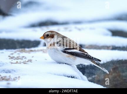 Snow Bunting, Plectrophenax nivalis a Cairngorm a Cairngorms, Scozia, Regno Unito Foto Stock